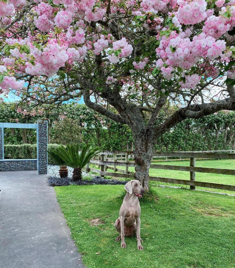 Unique Equestrian Lifestyle Bed & Breakfast Tamahere Exterior photo